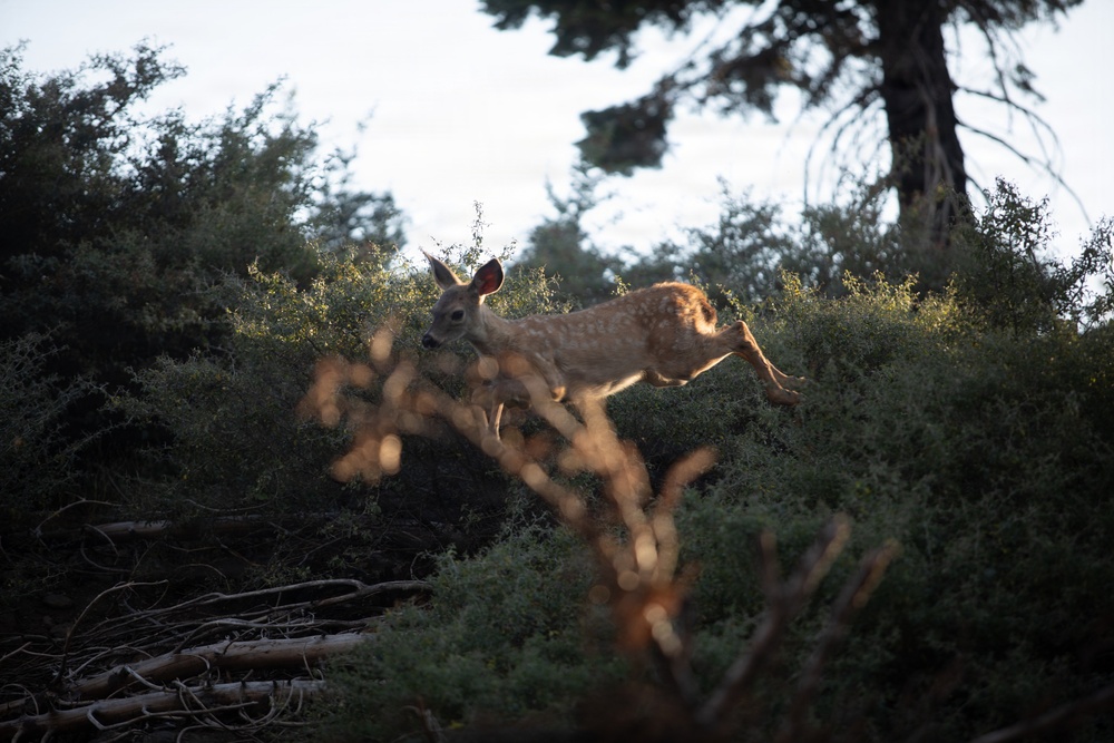 Deer in the Mendocino National Forest