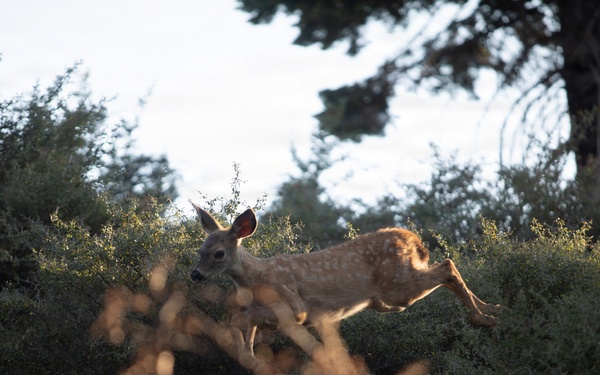 Deer on the Mendocino National Forest