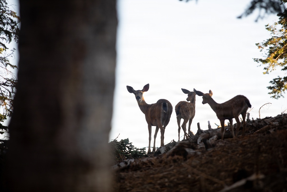 Deer in the Mendocino National Forest