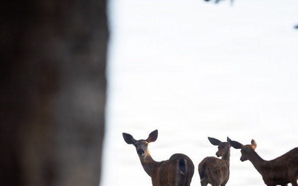 Deer on the Mendocino National Forest