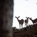 Deer on the Mendocino National Forest
