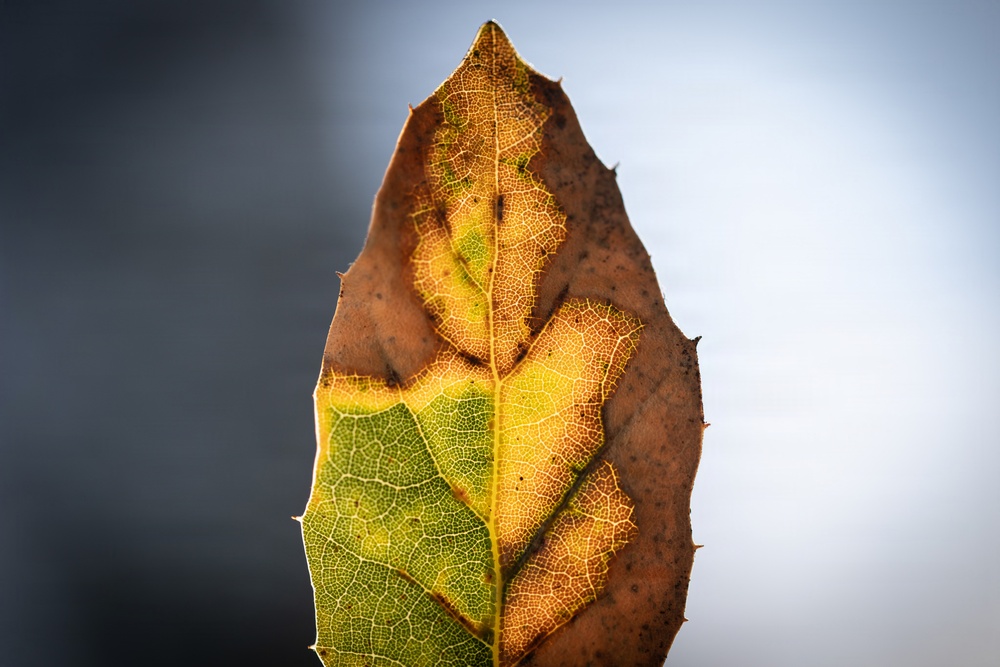 Dying Oak Leaf