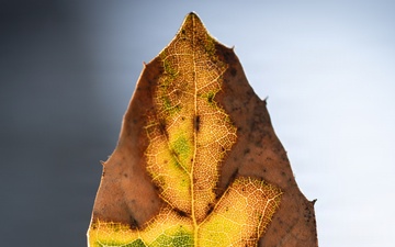 Dying Oak Leaf