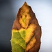 Dying Oak Leaf