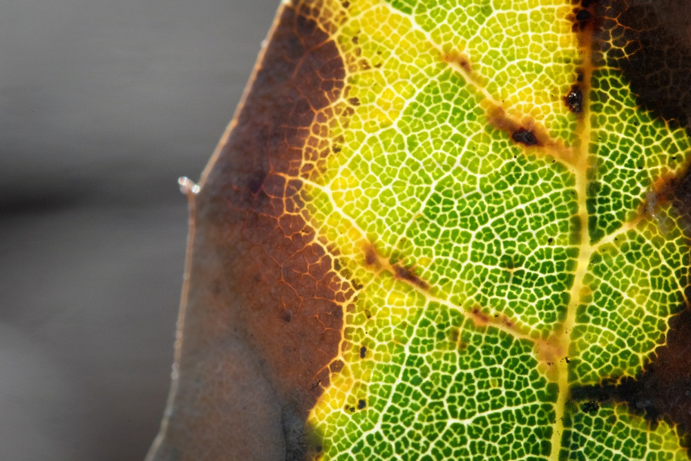 Dying Oak Leaf