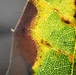 Dying Oak Leaf
