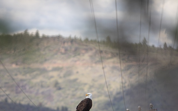 Bald Eagle