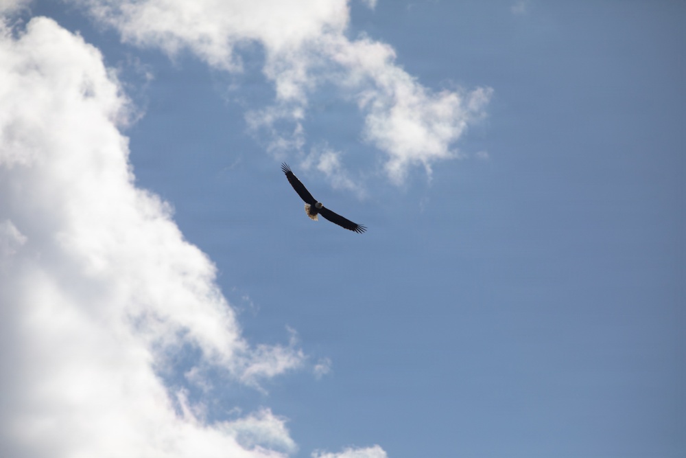 Bald Eagle in Flight