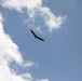 Bald Eagle in Flight