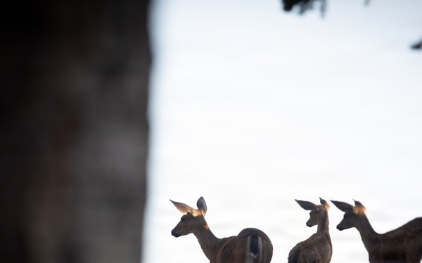 Deer on the Mendocino National Forest