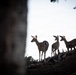 Deer on the Mendocino National Forest