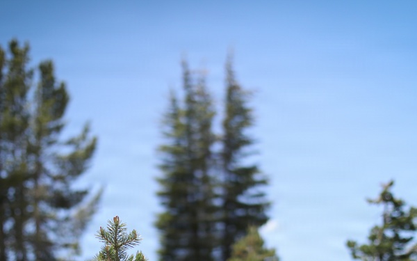 Sappling on the Inyo