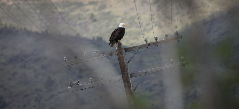 Bald Eagle Perched