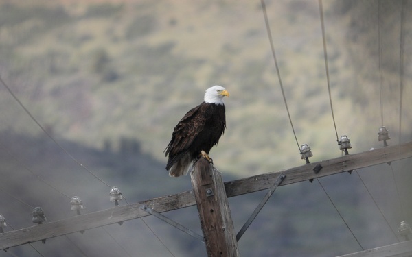 Bald Eagle Perched