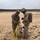 3rd ID Soldiers team-up to train sling load alongside Polish Land Forces