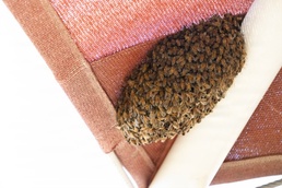 When the Wild Awakes