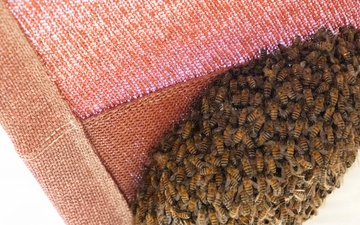 When the Wild Awakes