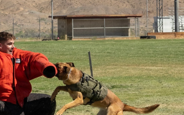 K9 Demonstration
