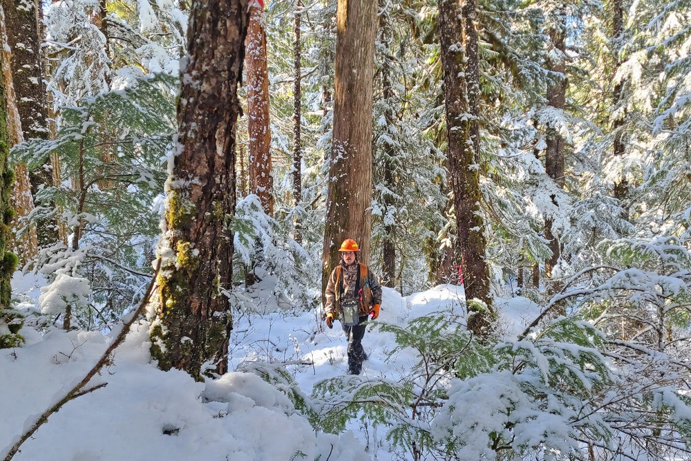 Timber Cruise in Tongass National Forest