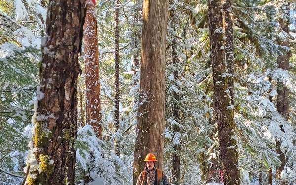 Timber Cruise in Tongass National Forest