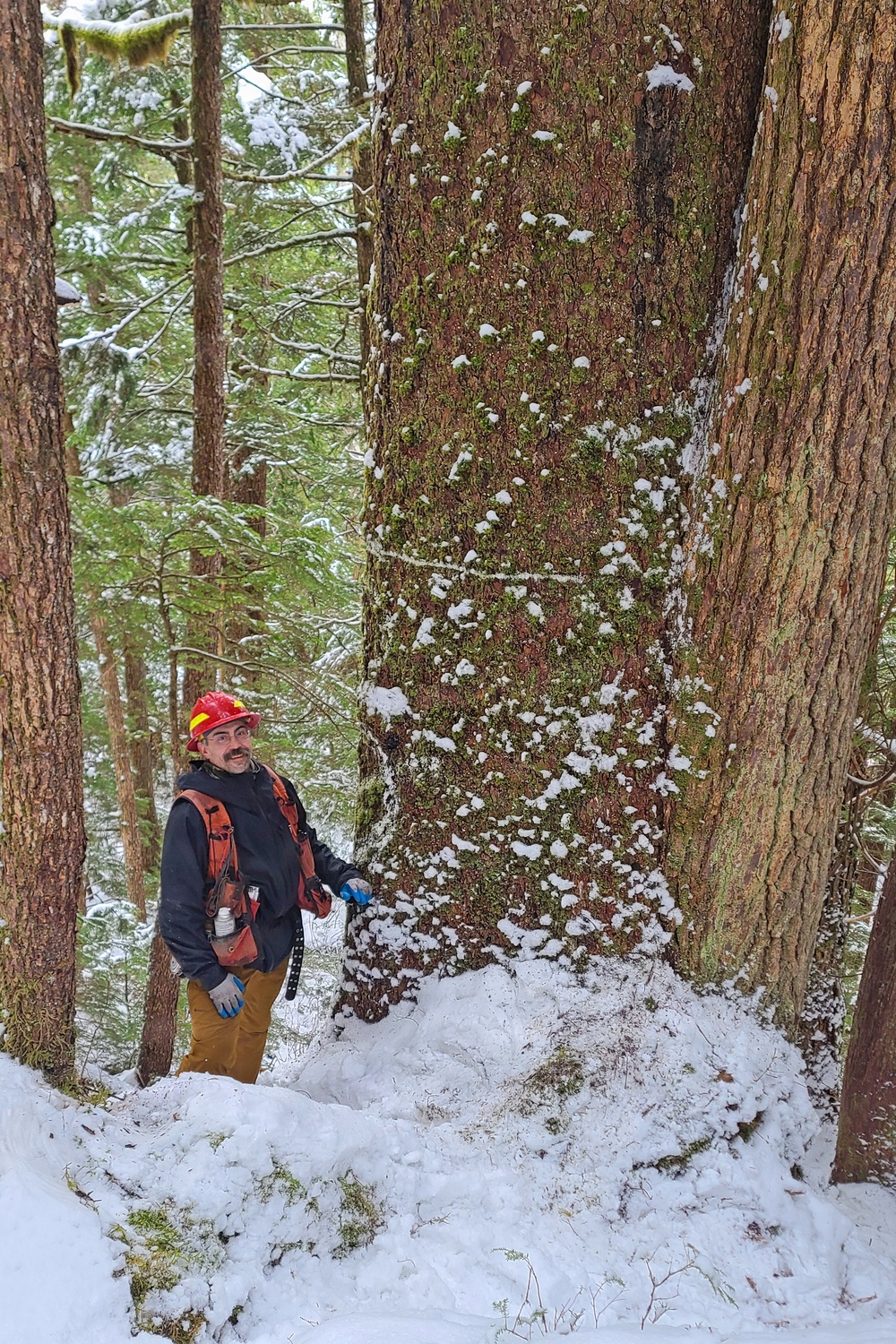 Timber Cruise in Tongass National Forest