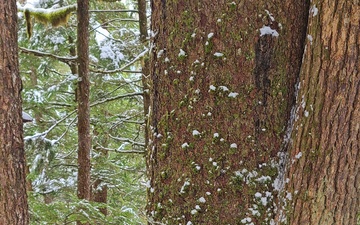 Timber Cruise in Tongass National Forest