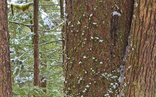 Timber Cruise in Tongass National Forest