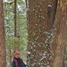 Timber Cruise in Tongass National Forest