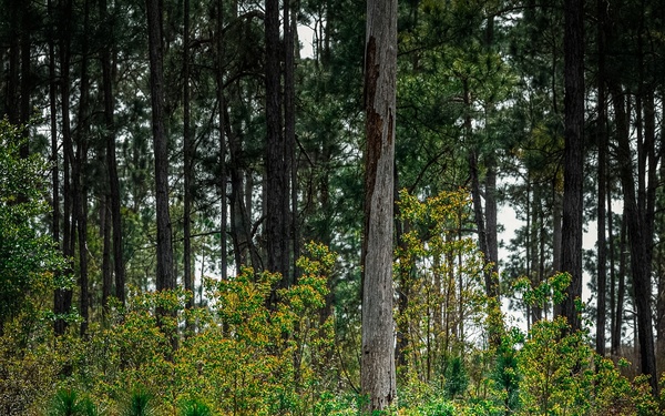 Fox Company Land Navigation