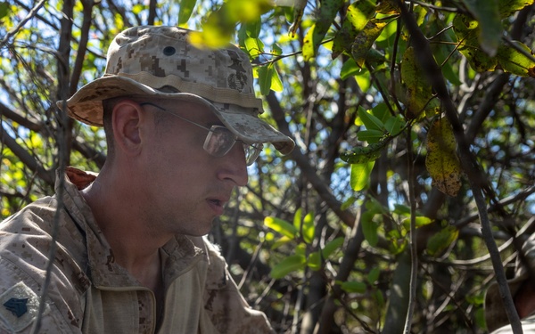 U.S. Marines and Allies Undergo a Cover and Concealment Training Event