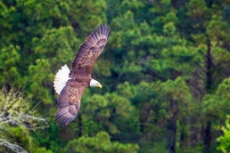 Birds of prey, prey on fish