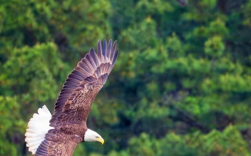 Obstacles abound with dams, drought and dinner – diadromous fish migrating through South Carolina