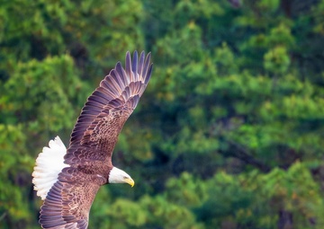 Birds of prey, prey on fish