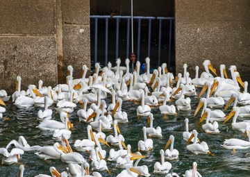 Birds of prey, prey on fish