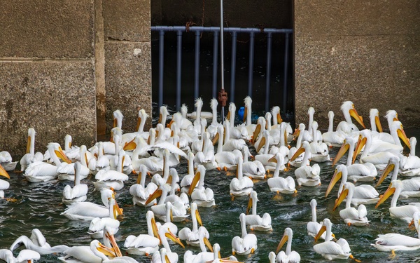 Birds of prey, prey on fish