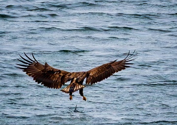 Birds of prey, prey on fish