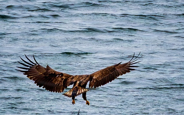 Birds of prey, prey on fish