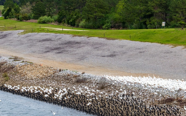 Birds of prey, prey on fish
