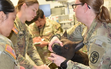 One Team, One Medicine: Defying the Storm to Save K-9 Lives