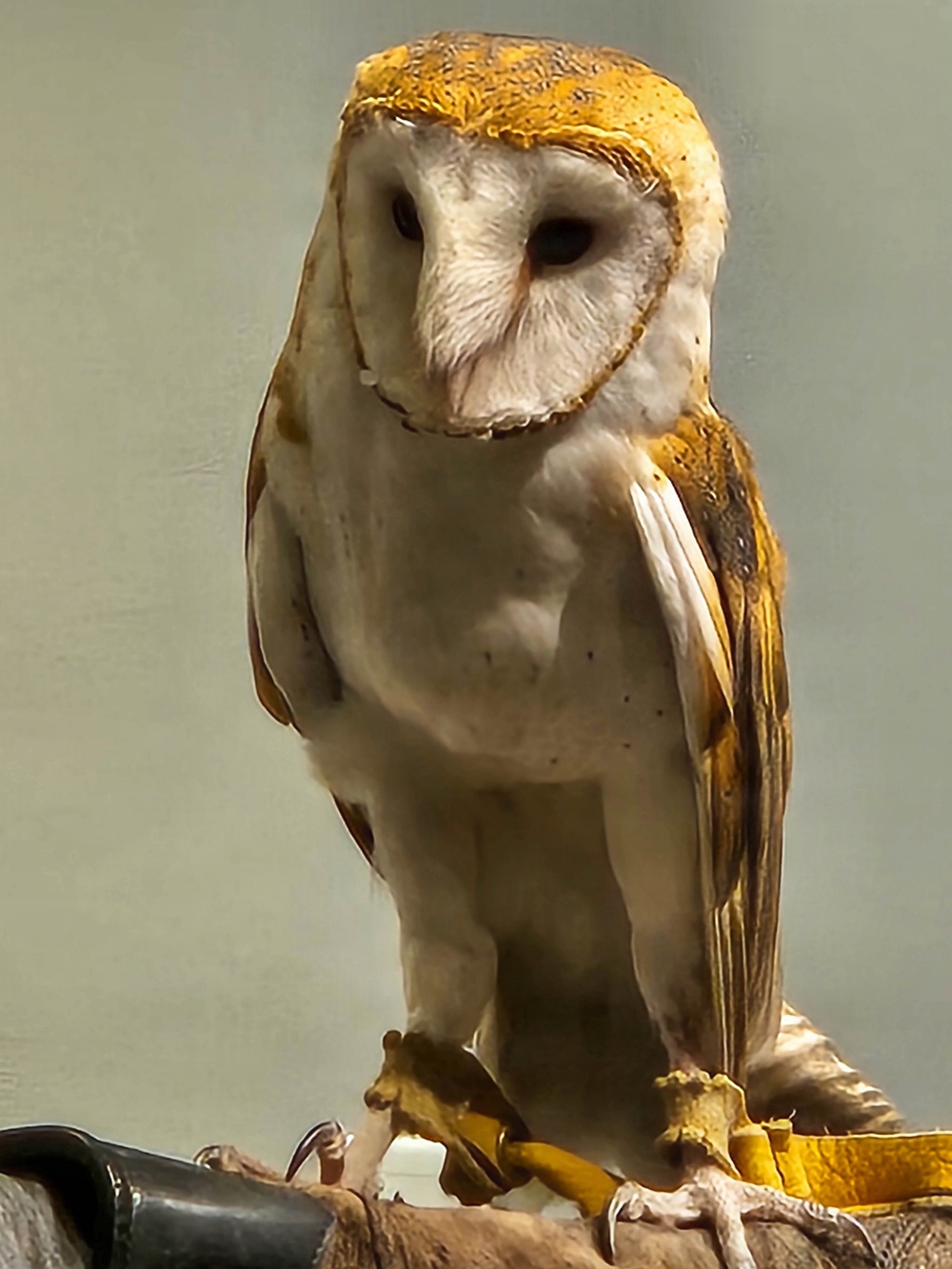 Eagle Days soars on, bringing generations together at Missouri’s largest reservoir