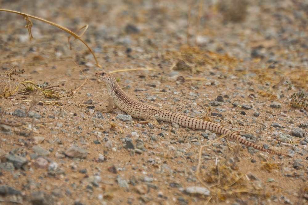 WTI 2-26: CH-53 Heavy Lift Air Refueling