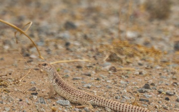WTI 2-26: CH-53 Heavy Lift Air Refueling