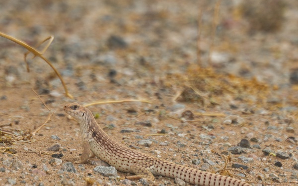 WTI 2-26: CH-53 Heavy Lift Air Refueling