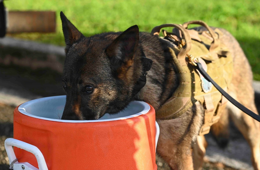 36 SFS hosts K9 Veterans Day Ruck