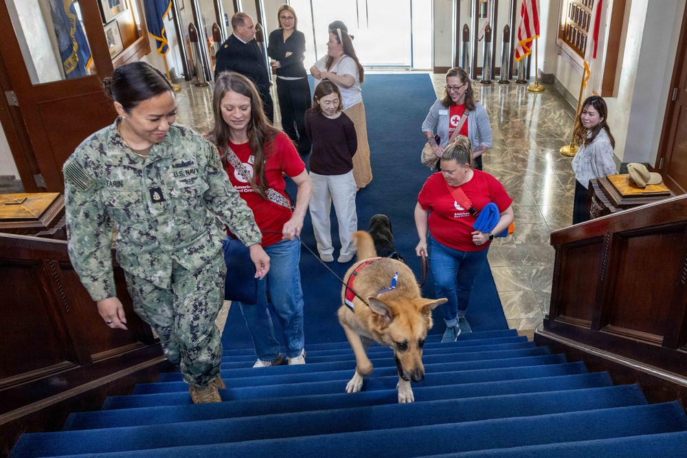 Therapy Dogs visit CNFJ