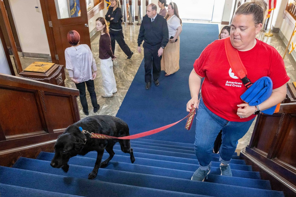 Therapy Dogs visit CNFJ