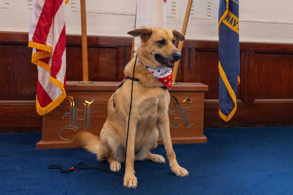 Therapy Dogs visit CNFJ