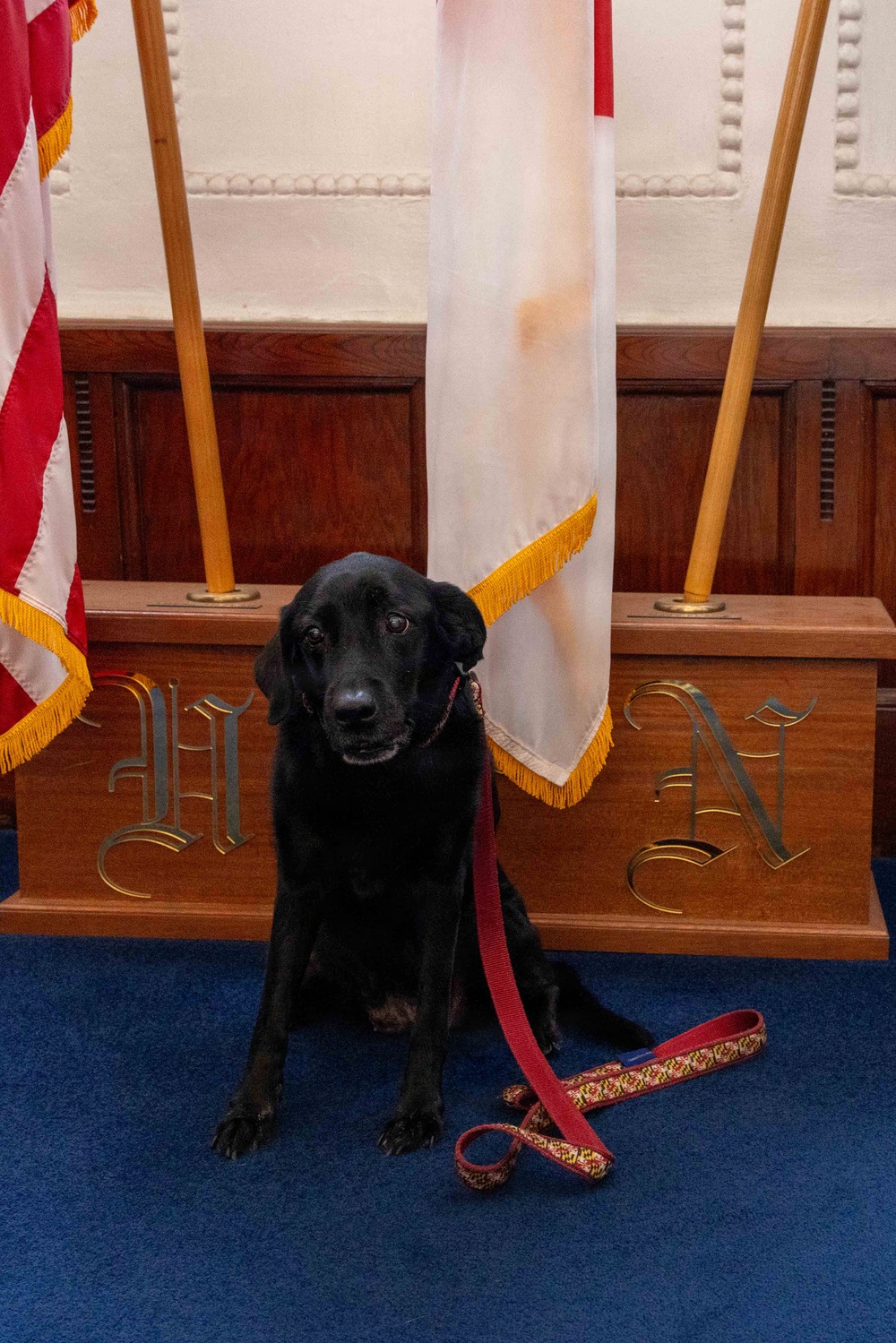 Therapy Dogs visit CNFJ