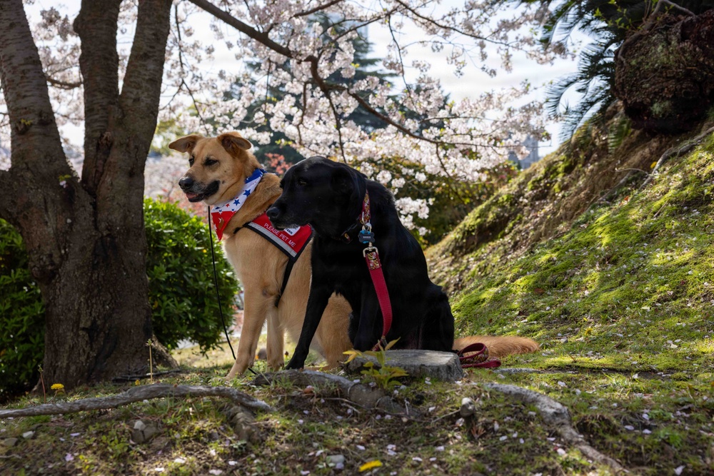 Therapy Dogs visit CNFJ