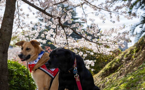 Therapy Dogs visit CNFJ